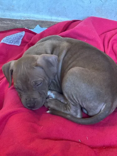 Filhote pitbull macho