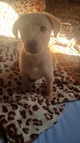 cachorro para doação