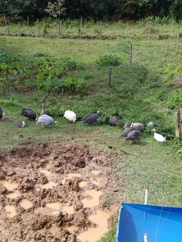 Vendo galinha Angola carijó