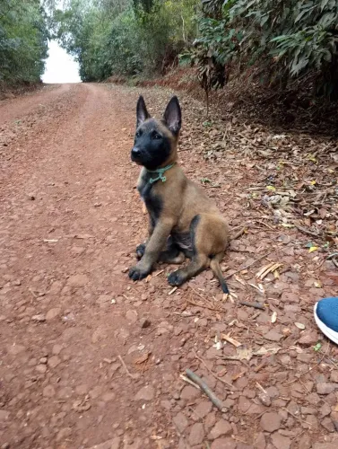 Cachorros