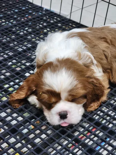 Filhote fêmea de Cavalier King Charles Spaniel Blenheim PEDIGREE CBKC 