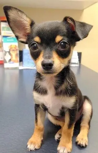 Filhotes De Pinscher - Seu Novo Melhor Amigo Está Te Esperando Com Muito Amor