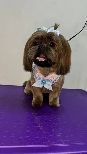 Procuro cachorro macho para cruzar com a minha