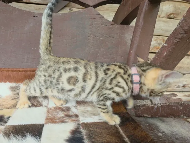 Filhote fêmea de gato da raça bengal