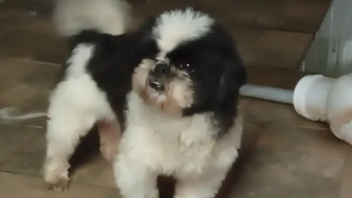 Shitzu Macho 