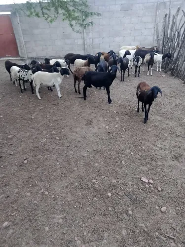 26 carneiros e 3 ovelhas 