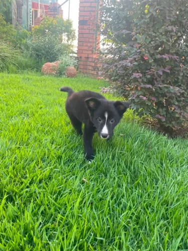 Border Collie