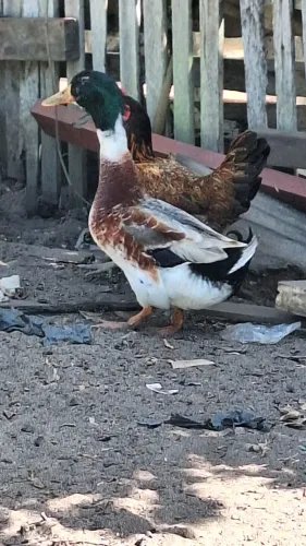 Pato