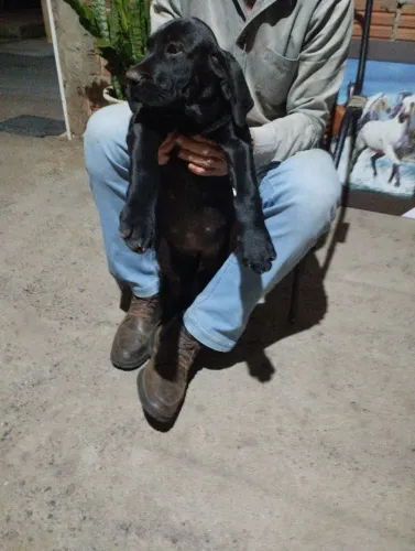 fila brasileiro puro