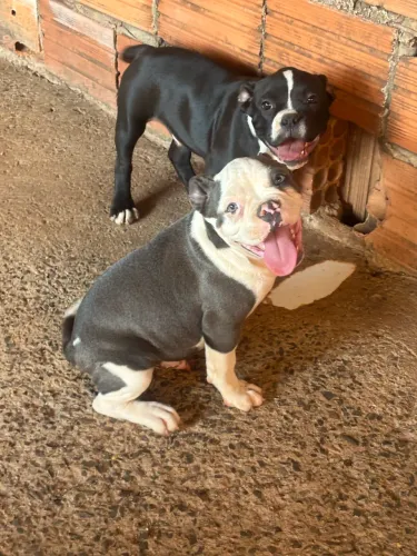 Filhotes de Cachorro a Venda