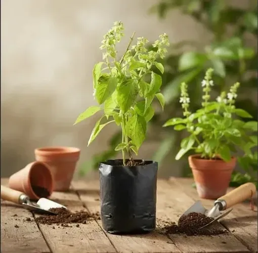 muda plantas