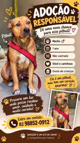 Pitbull doação 