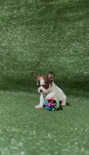 Chihuahua Chocolatinho
