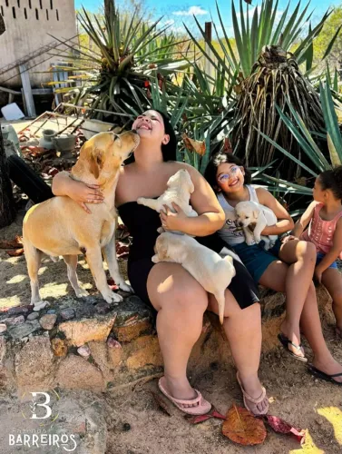 Filhote Labrador com Pedigree (Entrega gratuita) 12x no cartão