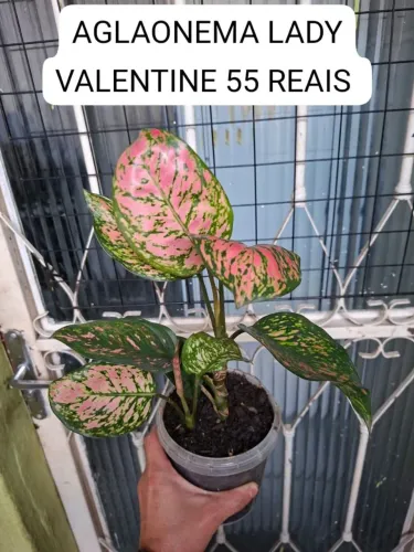 AGLAONEMA LADY VALENTINE 