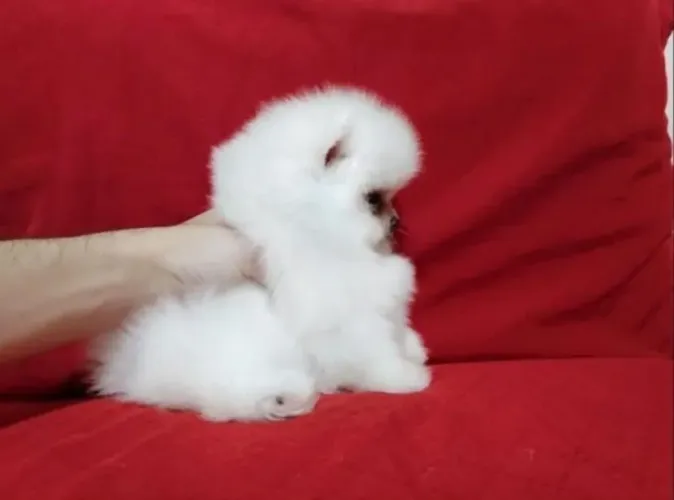 Filhote de Lulu da pomerania anao ursinho / genética importada