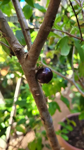 FRUTÍFERA JABUTICABA 2M, FRUTIFICANDO NO VASO