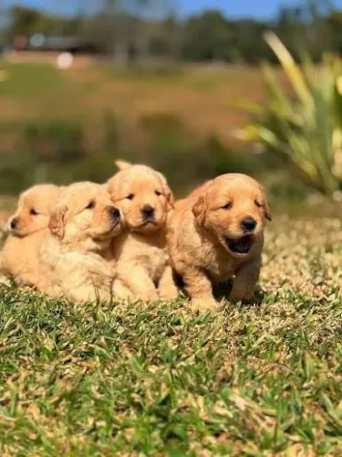 Golden retriever pedigree ?