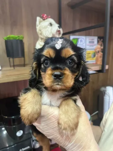 Cavalier King Spaniel Pequena Fêmea - Com pedigree transferido