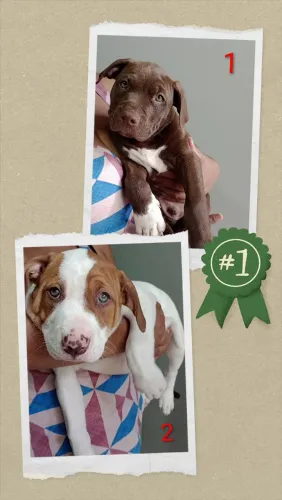 Filhotes Pitbull American Staffordshire Terrier