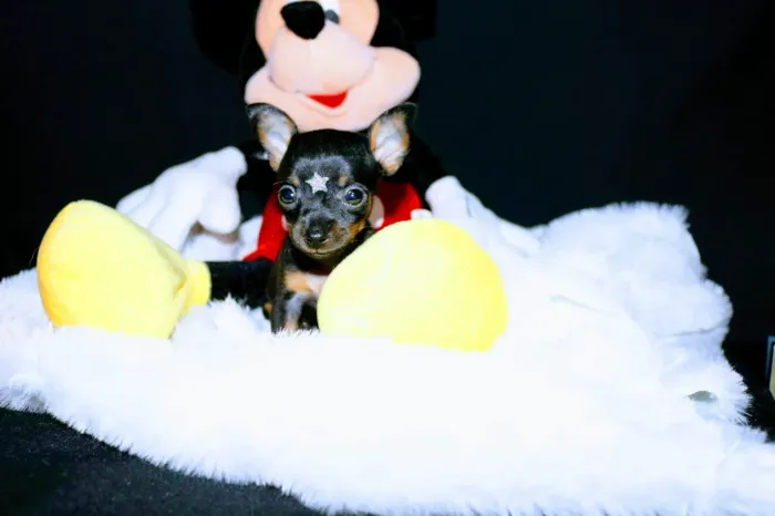Pinscher fêmea mini (mae 1 pai 0)