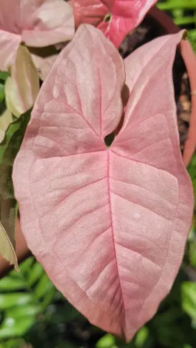 Mudas ornamentais, Plantas, Folhagens, Singônios, Syngonium