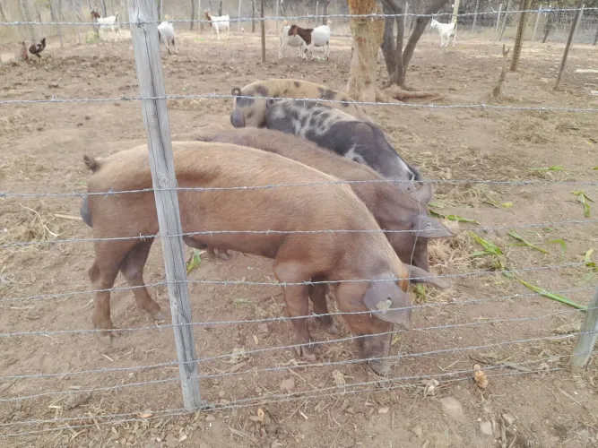 Porcos para venda são 03