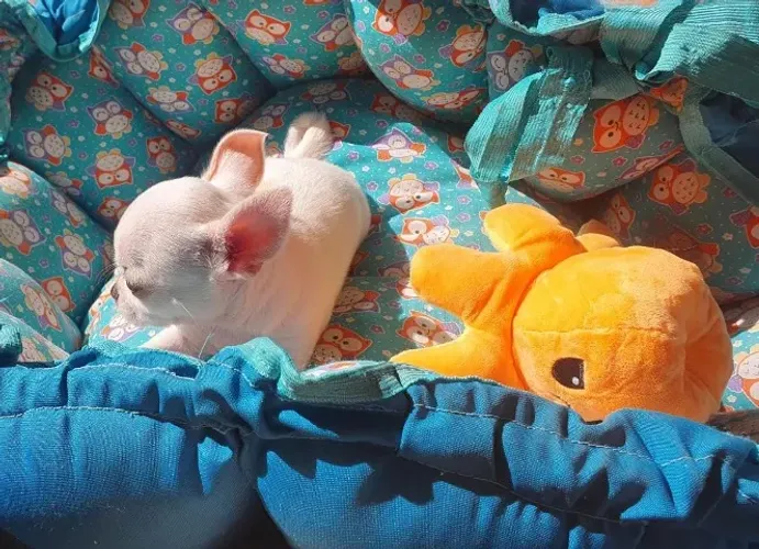 Chihuahua Macho Creme Seu Novo Melhor Amigo!