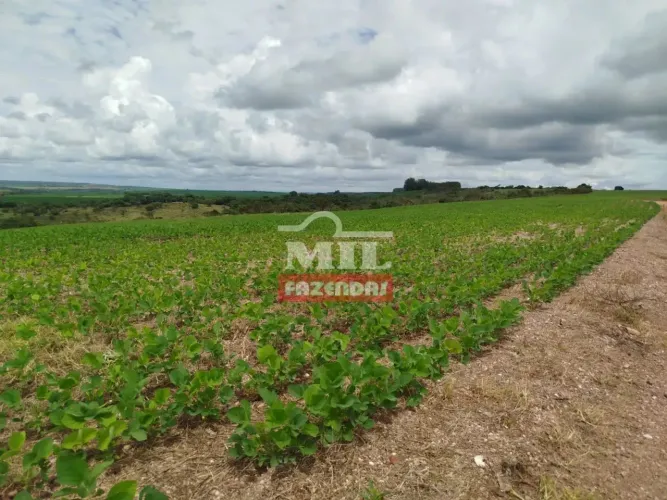 Fazenda 34 Alqueires (164,56 hectares) Orizona - Go