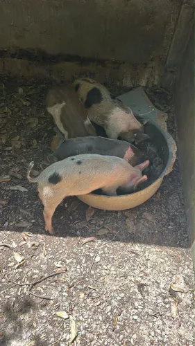 Vendo leitões CAIPIRA !!