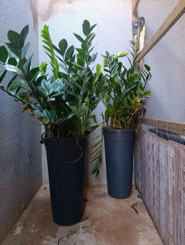 Vendo ou troco zamiocucas 