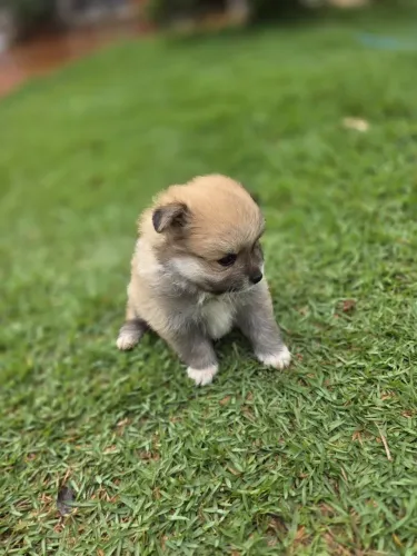 Filhote cachorro Lulu