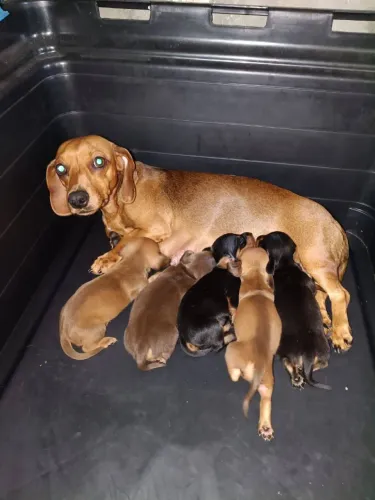 Ninhada dachshund ? observação, a mãe está prenha os filhotes vão nascer ainda.