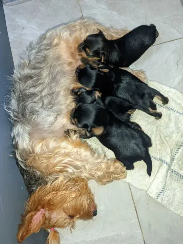 Filhotes de Yorkshire terrier 