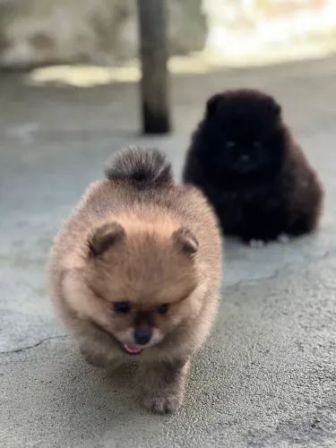 Spitz alemão anão macho laranja
