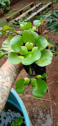 Planta aquática aguapé