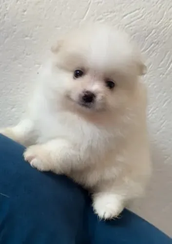 Spitz alemão Machos Lulu da Pomerânia