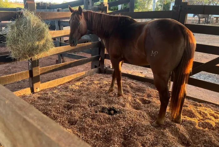 Cavalo Castrado PO Quarto de Milha