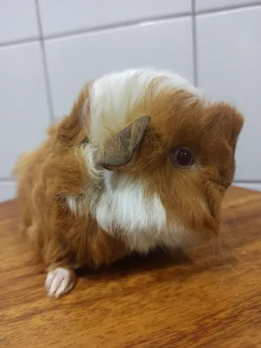 Porquinho da índia peruano