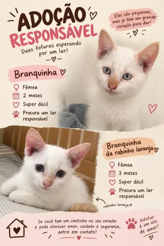 Adoção de duas gatinhas dóceis
