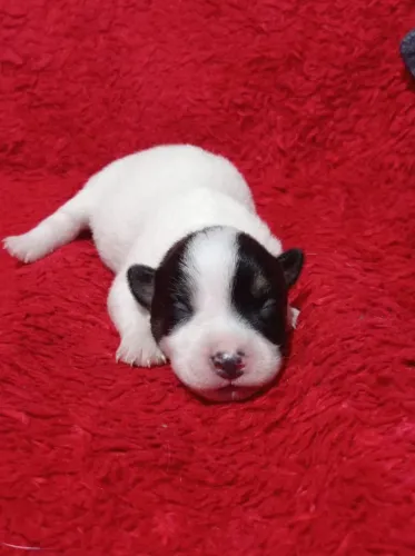 Jack Russel terrier com Pedigree e micro chip 