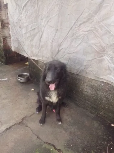 Cachorro raça pastor belga para doação