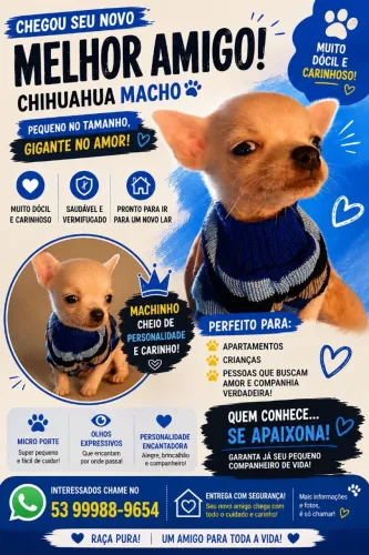 Filhote de chihuahua 