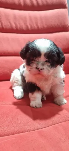 Lhasa Apso filhotinha - fêmea