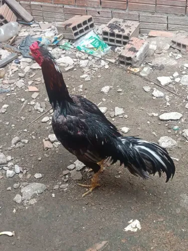 Galo e Galinha