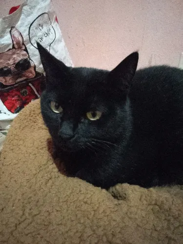 Doação de Gatinho Castrado
