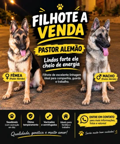 Vendo filhotes de pastor alemão