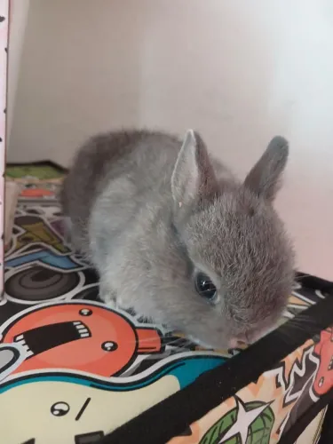 Mini coelho vende-se
