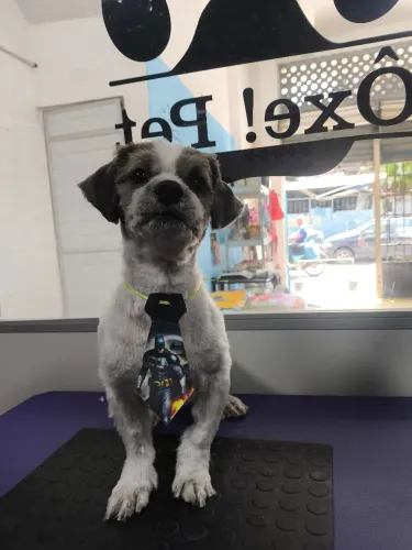 Cachorro Para Doação Shih tzu Misturado