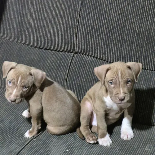 Vendo Pitbull fêmea dois meses
